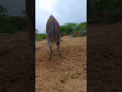 Donkeys intersting viral short hahahahahahahaha #animals #donkey #success #shortforyou