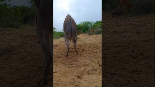 Download lagu Donkeys intersting viral short hahahahahahahaha #animals #donkey #success #shortforyou mp3 Download lagu Donkeys intersting viral short hahahahahahahaha #animals #donkey #success #shortforyou mp3