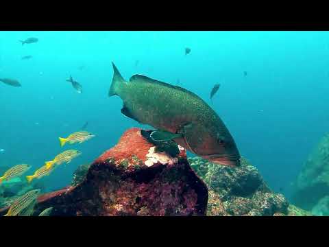 GALAPAGOS DIVING - Isla Santa Cruz and Isla San Cristobal (Kicker Rock)