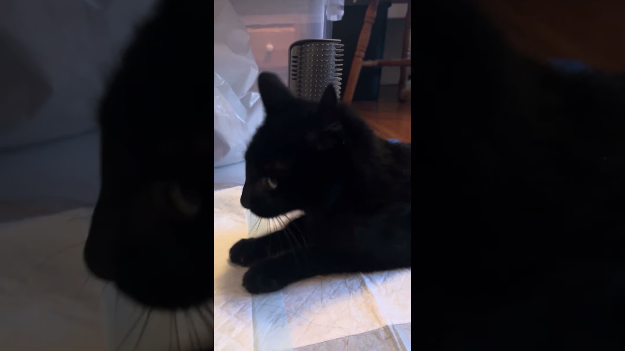 Enlarge Muppet- Senior Kitty, a ADOPTABLE Domestic Short Hair in Grass Valley, CA video 5/6