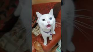Download lagu How To Say 'I Love You' In Cat Language 🥰 mp3