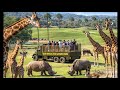Deluxe African Photo Safari San Diego Zoo Safari Park Up Close Adventure