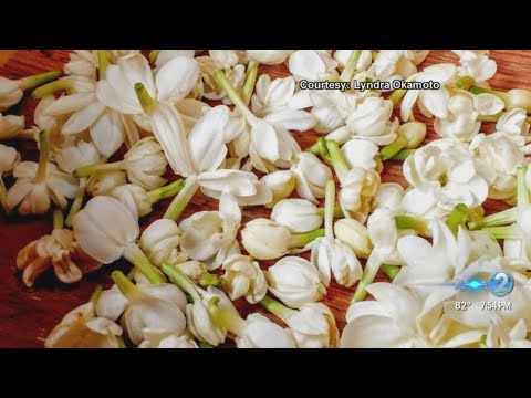The beloved Pīkake flower has a connection to Hawaiian royalty