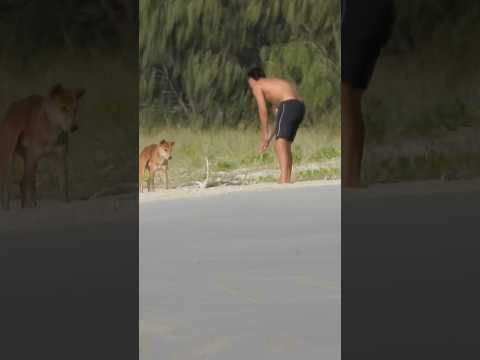 This is why Dingoes are being killed on K’gari #travel #4x4 #fraserisland #kgari #dingo