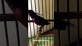 Download lagu suara pikat konin gacor ampuh buat emosi lawan mengeluarkan suata full isian mantap untuk masteran mp3 Download lagu suara pikat konin gacor ampuh buat emosi lawan mengeluarkan suata full isian mantap untuk masteran mp3