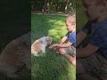 Cavapoo dogs for sale: Bailey - Video 1