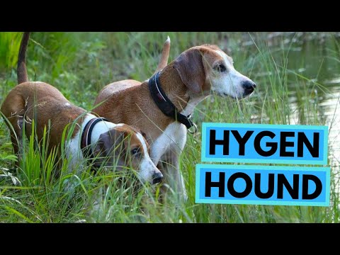 Hygen Hound Dog Breed - Facts and Information - Hygenhund