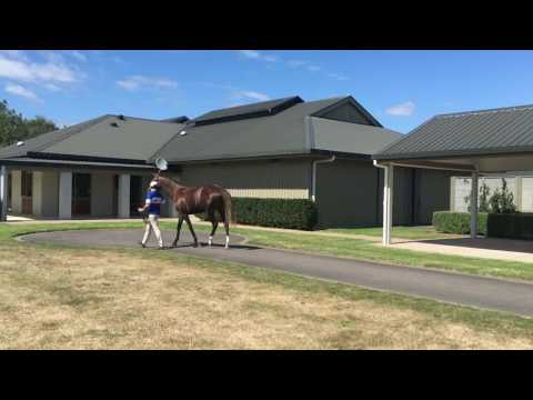 Reliable Man x Nostalgic filly (Lot 901)