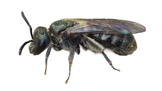 Smeathman's Furrow bee