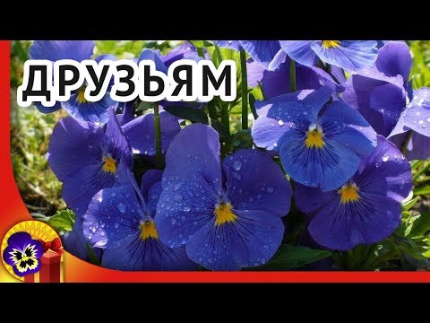 Друзья мои! Спасибо вам! Пожелания друзьям