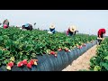Farm Workers Grow And Pick Billions Of Strawberries In California - Strawberry Harvesting