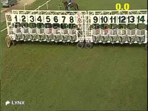 The Great Expectation Plate Winner MR STUNNING