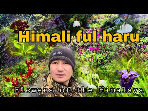Himali(lekali)ful haru ||sikkim tira ko ful haru||Flowers of the Himalaya||ghum gham vlog||