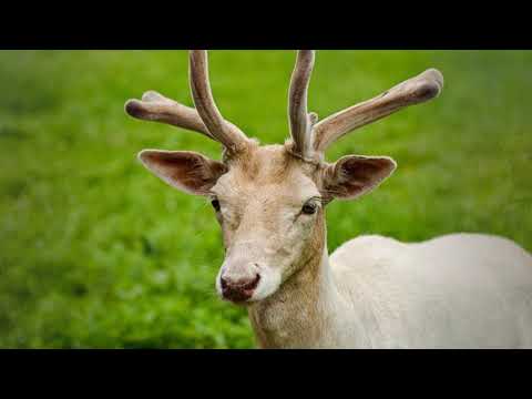 Ich geh auf die Pirsch