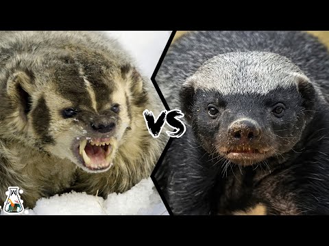 American Badger vs Honey Badger - Which is Tougher and Could Win a Fight?