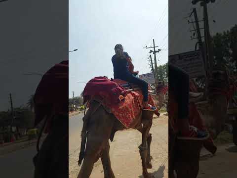 Camel Ride in Town | My daughter is Happy 🥰