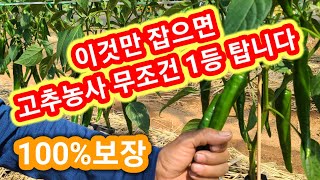 이것만 잡으면 고추농사 무조건 1등탑니다~ 고추농사잘짓는법 고추추비 고추순치기 고추순멎이 솔림농원비닐하우스 …