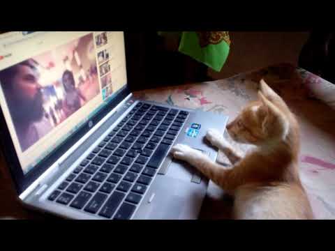 Ape pusa klu mallita lochana ekka kathakaranwata tharahayi