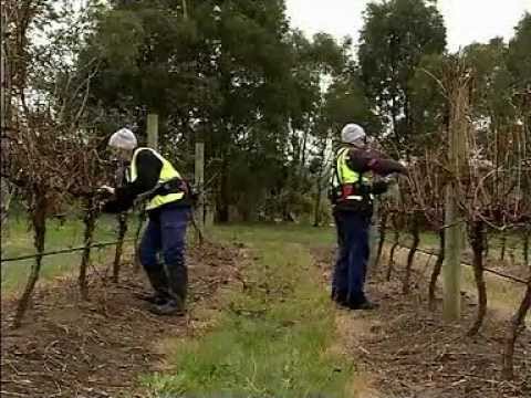 FELCO video - FELCOtronic electric pruning shears-secateurs