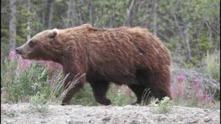 preview picture of video 'Kluane Browne Grizzly   HD'