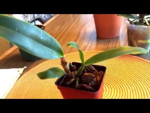 Five little treasures I found at a local orchid shiw