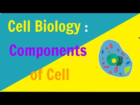image-What are the components of a cell and their functions? 