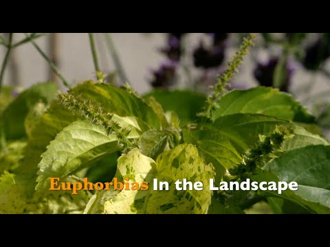 , title : 'Euphorbias in the Landscape'