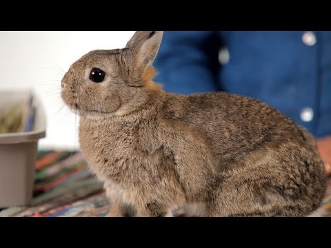 YouTube video about: How to humanely euthanize a rabbit at home?
