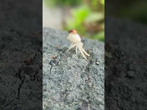 園芸 アルギロネテ、潜水蜘蛛