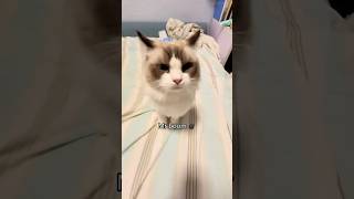 Download lagu Cat meow mp3 Download lagu Cat meow mp3