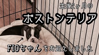 【ボストンテリア】生後2ヶ月の女の子をお迎えしました！！！
