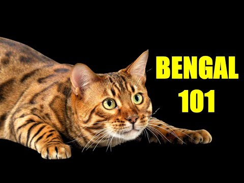 Bengal Cat 101 |  Must Watch BEFORE Getting a BENGAL CAT 🐱