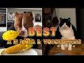 Medazelli TikTok Compilation Rxckstxr Compilation Animal Voiceovers