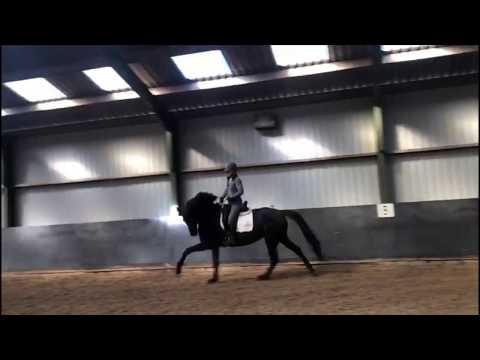 *2015 Elite-Stute von Glamourdale x Belissimo x Ferro x Donnerhall