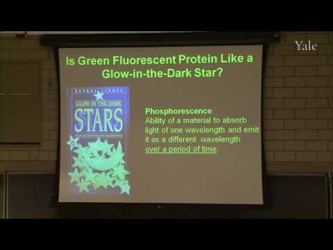 10/16/10  Leslie Kenna - How Fireflies Light the Way to New Drugs