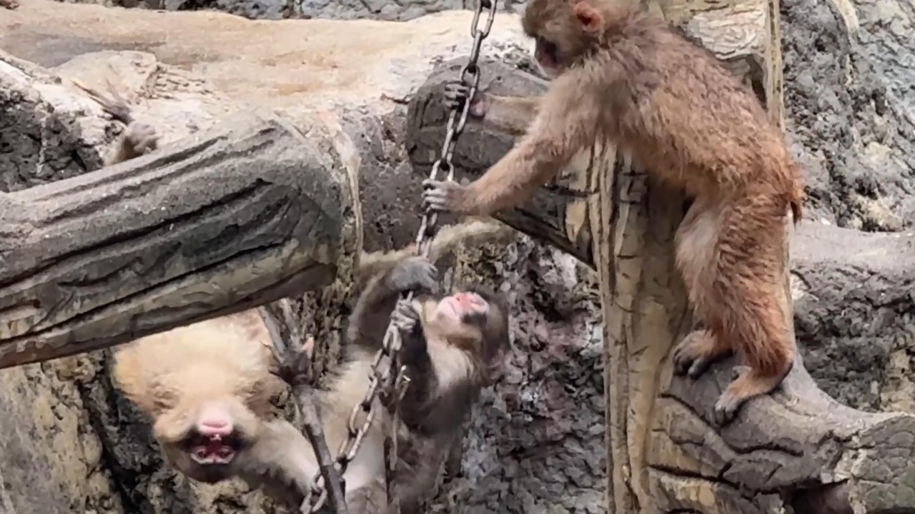 番外編 友達いっぱい出来たね～パンチくん【2026年3月31日】【市川市動植物園】ニホンザル