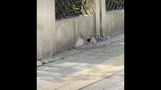 華麗なる身のこなし