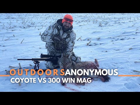 Coyote Vs 300 Win Mag OVERKILL!!