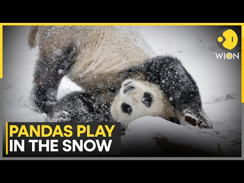 Giant Pandas Play in Vienna Snow That Mirrors Their Home in China | WION - YouTube