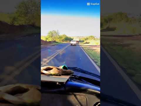 osina de cidade gaúcha Equipe de Floraí PR DER