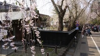 preview picture of video 'Sakura in a Samurai Town—Akita's Backcountry Little Kyōto'