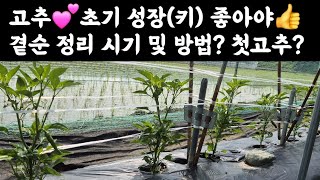 텃밭 고추???? 초기성장 좋게하려면????? 곁순 정리 시기 및 방법? 방아다리 첫고추는?