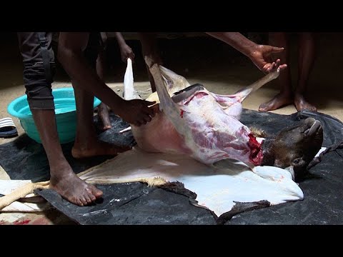Tabaski 2021 : Dans l'univers des sacrificateurs de moutons