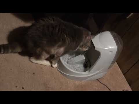 Drinking From The Fountain (Day 1153 - 2/24/2018)