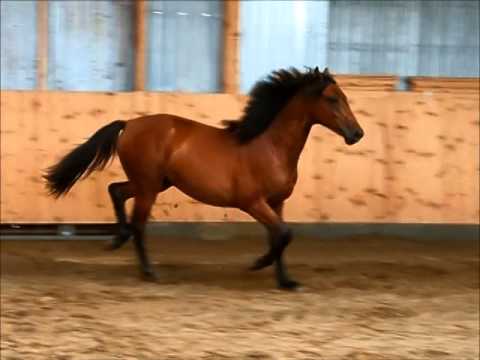 Florenz v. Numero Uno , Juli 2014