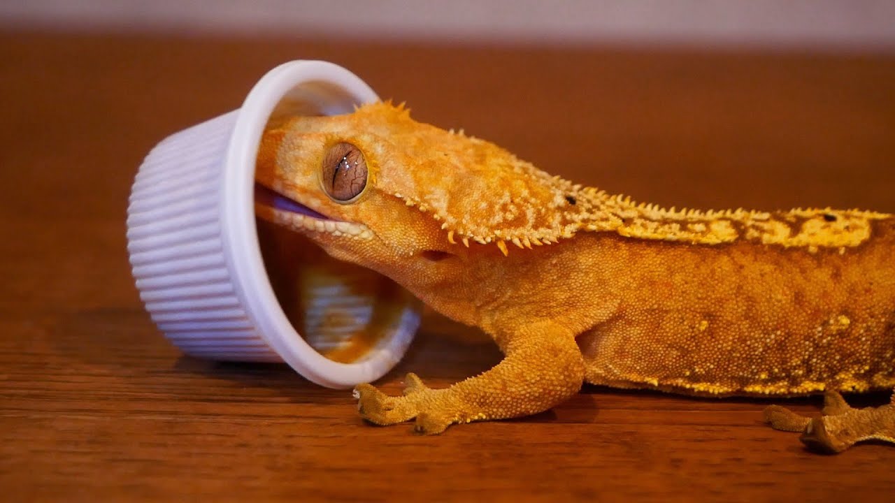 クレステッドゲッコーのチビ達