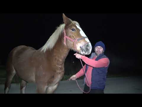 Manzele lui Vlad de la Pribilesti, Maramures - 2021 Nou!!!