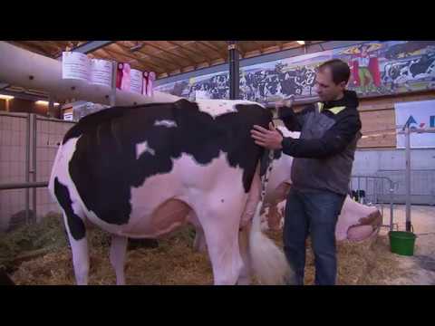, title : '【この世で一番美しいのは誰？】スイスの「美牛コンテスト」　牛の健康は二の次に'