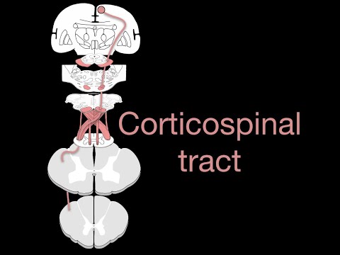 image-What is the function of the corticospinal tract?