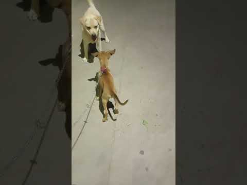 My pariah Hunter of 80 days and 6kg fighting with labrador 5 years and 58 kgs .